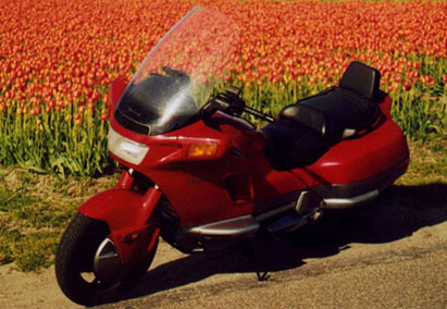 Tulip-red